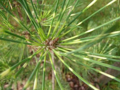 Borovice hustokvětá Pinus densiflora ´Oculus draconic´
