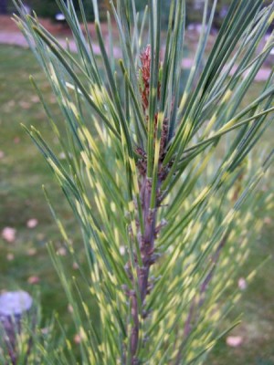 Borovice hustokvětá  Pinus densiflora ´Oculus draconic´