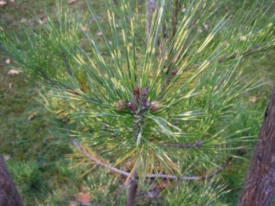 Borovice hustokvětá Pinus densiflora ´Oculus draconic´
