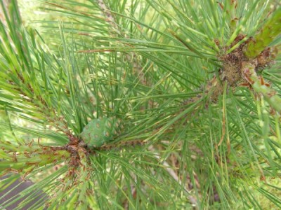 Borovice hustokvětá Pinus densiflora ´Oculus draconic´