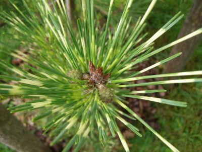 Borovice hustokvětá Pinus densiflora ´Oculus draconic´