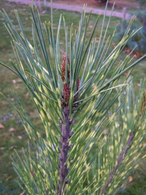 Borovice hustokvětá Pinus densiflora ´Oculus draconic´