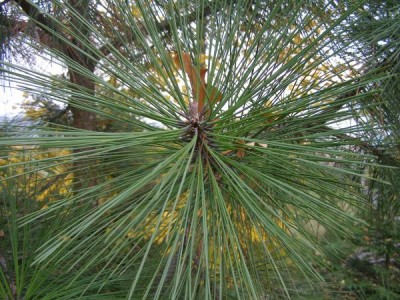 Borovice Jeffreyova Pinus jeffreyi