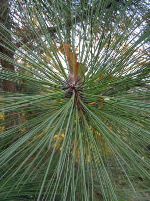 Borovice Jeffreyova Pinus jeffreyi