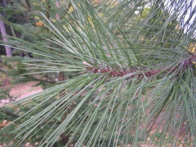 Borovice Jeffreyova Pinus jeffreyi