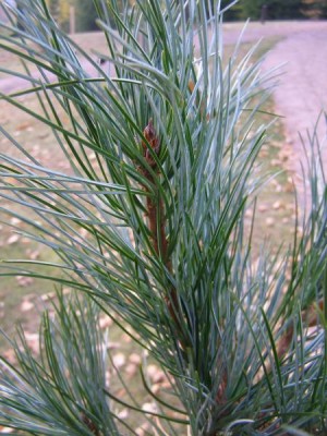 Borovice korejská Pinus koraiensis ´Glauca´