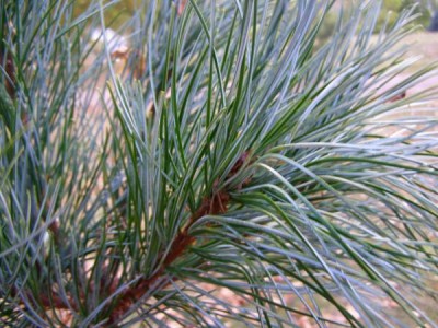 Borovice korejská Pinus koraiensis ´Glauca´