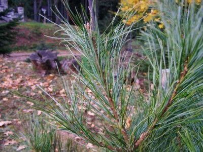 Borovice korejská Pinus koraiensis ´Glauca´