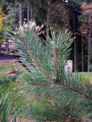 Borovice lesní Pinus silvestris