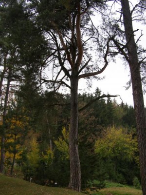 Borovice lesní Pinus silvestris