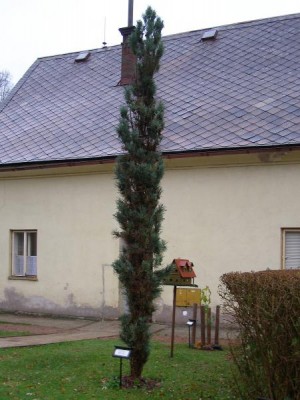 Borovice lesní Pinus silvestris ´Pyramidalis glauca´