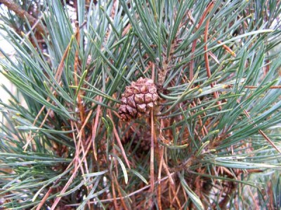 Borovice lesní Pinus silvestris ´Pyramidalis glauca´ 
