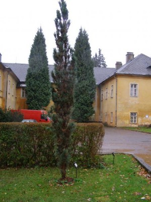 Borovice lesní Pinus silvestris ´Pyramidalis glauca´