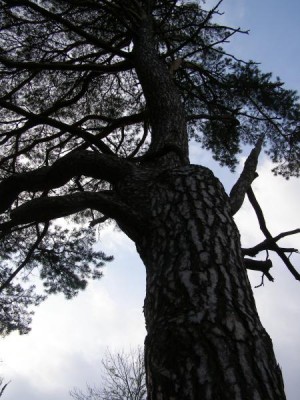 Borovice lesní Pinus silvestris