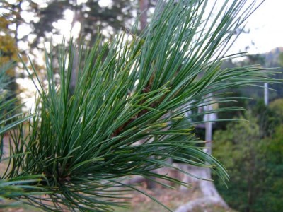 Borovice limba Pinus cembra