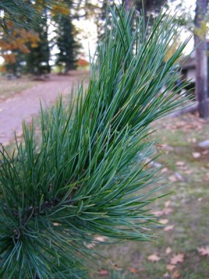 Borovice limba Pinus cembra