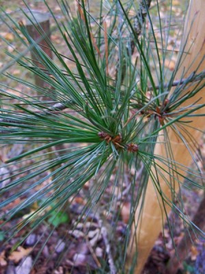Borovice mexická Pinus ayacahuite