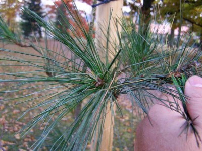 Borovice mexická Pinus ayacahuite