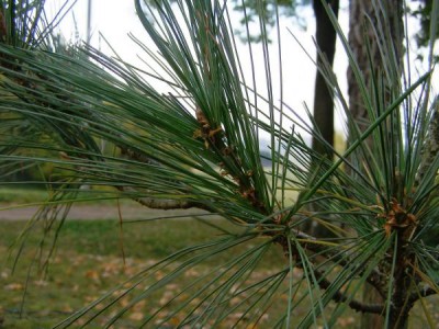 Borovice mexická Pinus ayacahuite