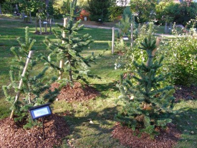 Borovice osinatá Pinus aristata