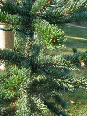 Borovice osinatá Pinus aristata