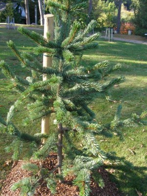 Borovice osinatá Pinus aristata