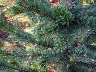 Borovice osinatá Pinus aristata