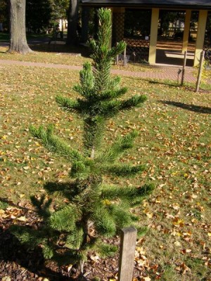 Borovice osinatá Pinus aristata