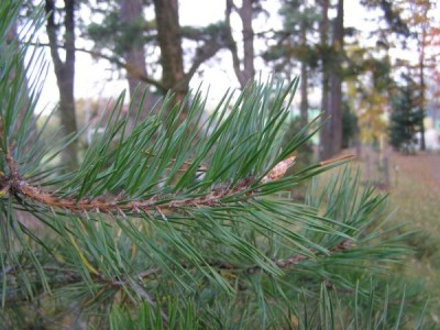 Borovice pichlavá Pinus pungens