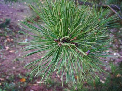 Borovice pokroucená Pinus contorta