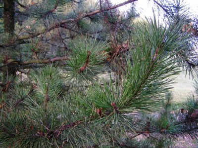 Borovice pokroucená Pinus contorta