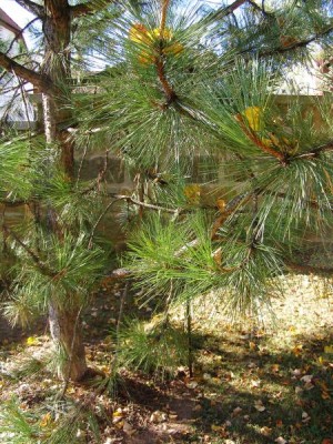 Borovice přímořská, hvězdovitá Pinus pinaster