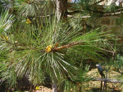 Borovice přímořská, hvězdovitá Pinus pinaster