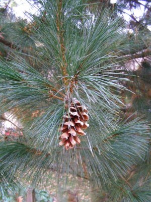 Borovice rumelská Pinus peuce