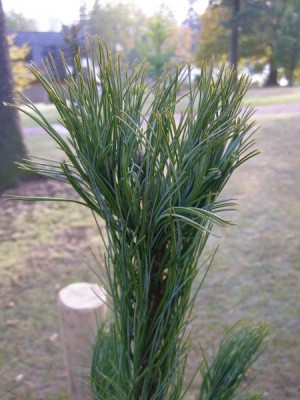 Borovice sibiřská Pinus sibirica