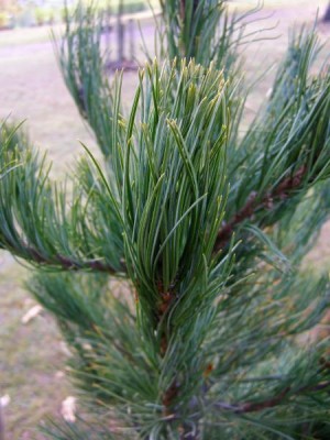 Borovice sibiřská Pinus sibirica