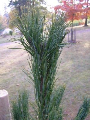 Borovice sibiřská Pinus sibirica