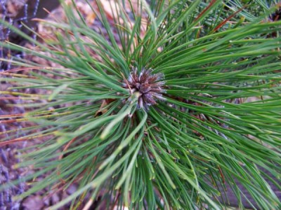 Borovice smolná Pinus resinosa