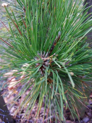 Borovice smolná Pinus resinosa