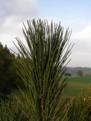 Borovice Thunbergova Pinus thunbergii