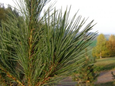 Borovice Thunbergova Pinus thunbergii