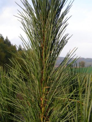 Borovice Thunbergova Pinus thunbergii