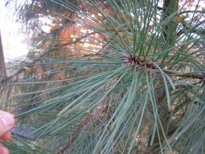 Borovice těžká Pinus ponderosa