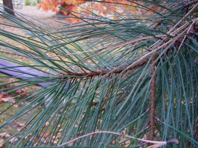 Borovice těžká Pinus ponderosa