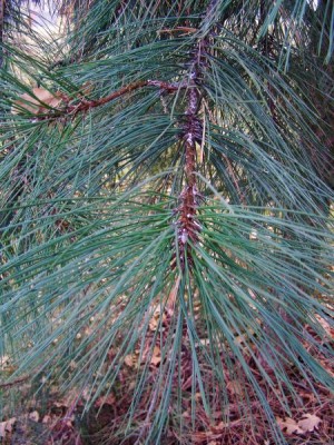 Borovice těžká Pinus ponderosa