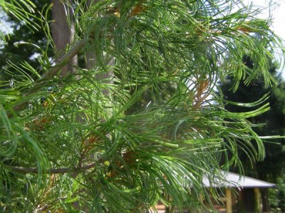 Borovice vejmutovka Pinus strobus ´Contorta´