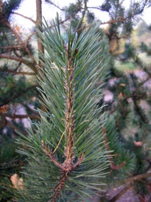 Borovice zaoblená Pinus rotundata