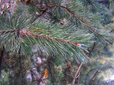 Borovice zaoblená Pinus rotundata