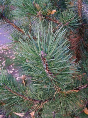 Borovice zaoblená Pinus rotundata