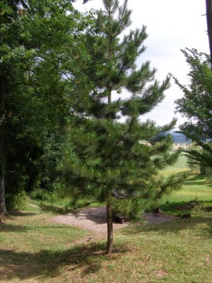 Borovice černá Pinus nigra